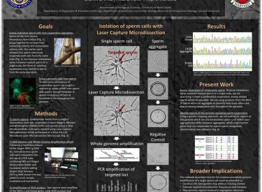 Assessing relatedness of cooperative sperm cells: From single cell isolation to genomics